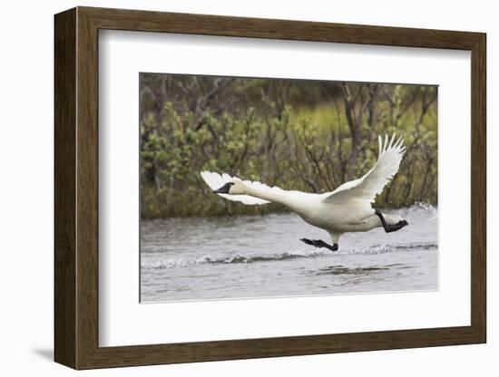 Tundra Swan Taking Flight-Ken Archer-Framed Photographic Print