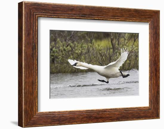 Tundra Swan Taking Flight-Ken Archer-Framed Photographic Print