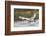 Tundra Swan Taking Flight-Ken Archer-Framed Photographic Print