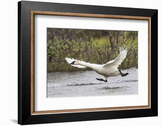 Tundra Swan Taking Flight-Ken Archer-Framed Photographic Print