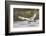 Tundra Swan Taking Flight-Ken Archer-Framed Photographic Print