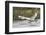 Tundra Swan Taking Flight-Ken Archer-Framed Photographic Print