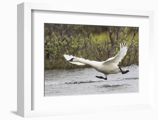 Tundra Swan Taking Flight-Ken Archer-Framed Photographic Print