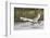 Tundra Swan Taking Flight-Ken Archer-Framed Photographic Print