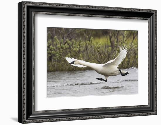 Tundra Swan Taking Flight-Ken Archer-Framed Photographic Print