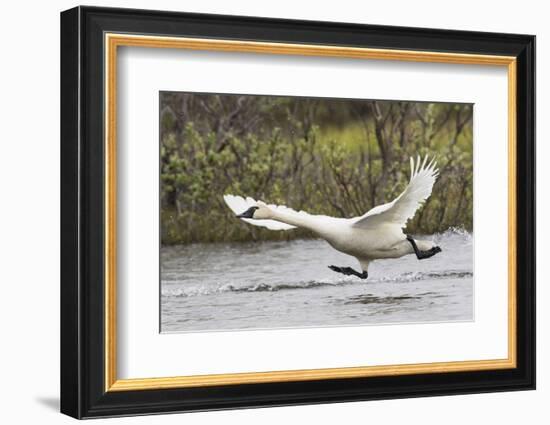 Tundra Swan Taking Flight-Ken Archer-Framed Photographic Print