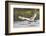 Tundra Swan Taking Flight-Ken Archer-Framed Photographic Print