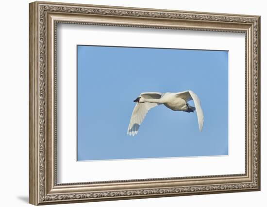 Tundra Swan-Gary Carter-Framed Photographic Print