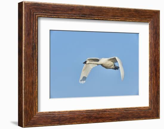 Tundra Swan-Gary Carter-Framed Photographic Print