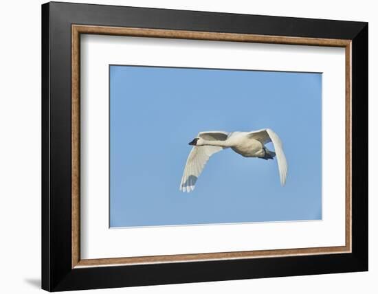 Tundra Swan-Gary Carter-Framed Photographic Print