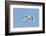 Tundra Swan-Gary Carter-Framed Photographic Print