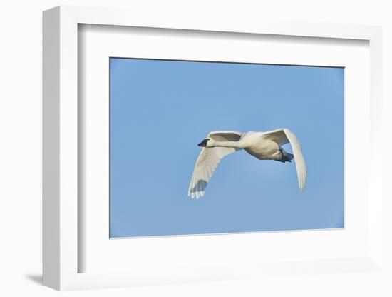 Tundra Swan-Gary Carter-Framed Photographic Print