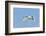 Tundra Swan-Gary Carter-Framed Photographic Print