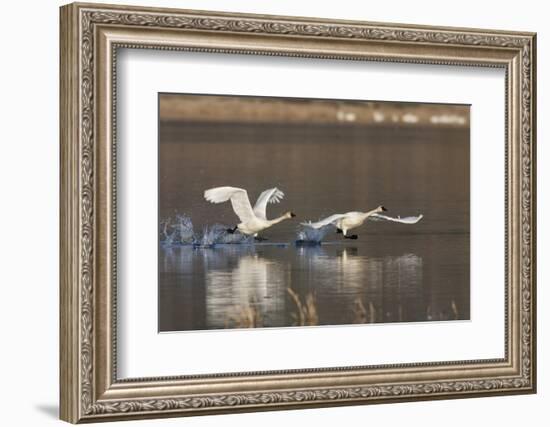 Tundra Swans Taking Flight-Ken Archer-Framed Photographic Print