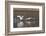 Tundra Swans Taking Flight-Ken Archer-Framed Photographic Print