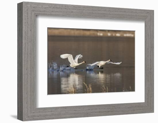 Tundra Swans Taking Flight-Ken Archer-Framed Photographic Print