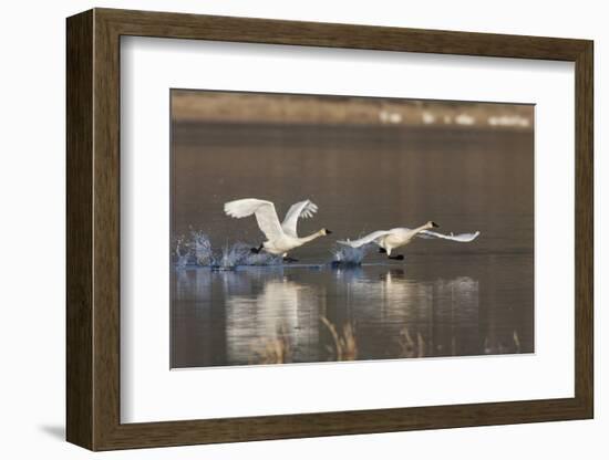 Tundra Swans Taking Flight-Ken Archer-Framed Photographic Print