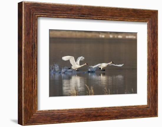 Tundra Swans Taking Flight-Ken Archer-Framed Photographic Print