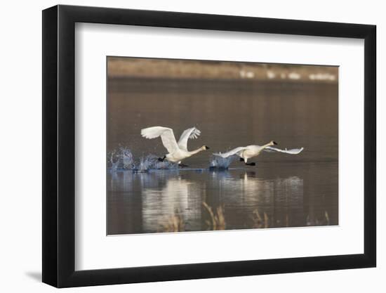 Tundra Swans Taking Flight-Ken Archer-Framed Photographic Print