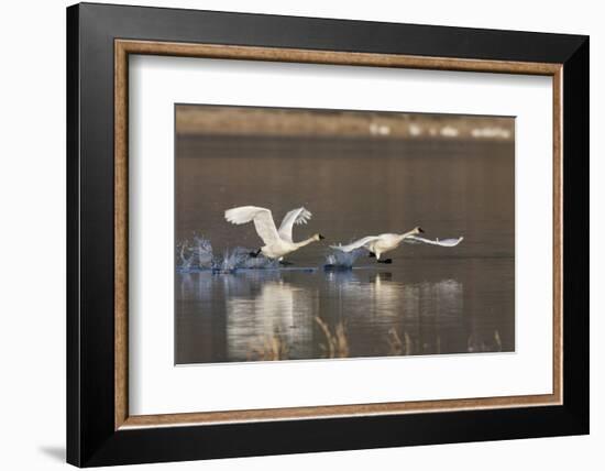 Tundra Swans Taking Flight-Ken Archer-Framed Photographic Print