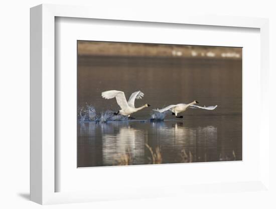 Tundra Swans Taking Flight-Ken Archer-Framed Photographic Print