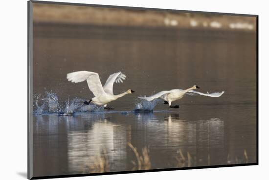 Tundra Swans Taking Flight-Ken Archer-Mounted Photographic Print