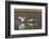 Tundra Swans Taking Flight-Ken Archer-Framed Photographic Print