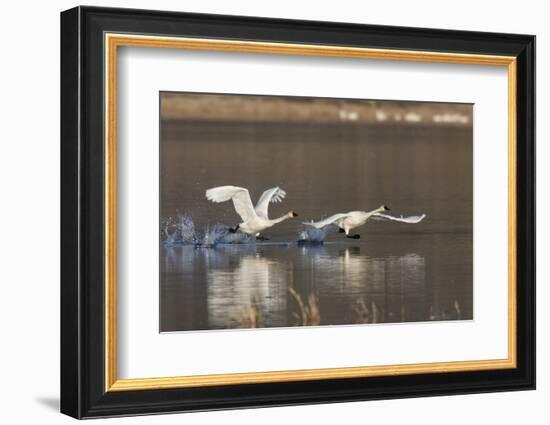 Tundra Swans Taking Flight-Ken Archer-Framed Photographic Print