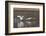 Tundra Swans Taking Flight-Ken Archer-Framed Photographic Print