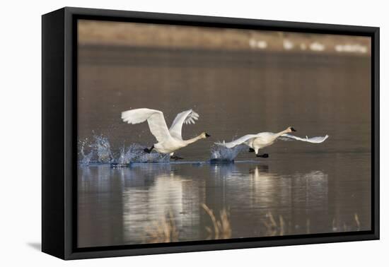 Tundra Swans Taking Flight-Ken Archer-Framed Premier Image Canvas