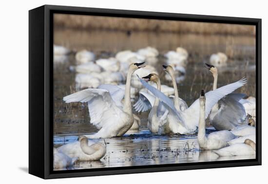 Tundra swans, wintering flock, Skagit Valley. Washington-Ken Archer-Framed Premier Image Canvas