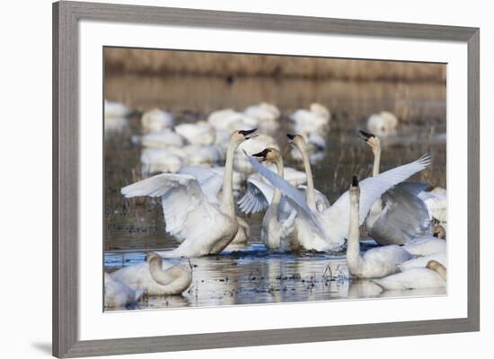 Tundra swans, wintering flock, Skagit Valley. Washington-Ken Archer-Framed Photographic Print