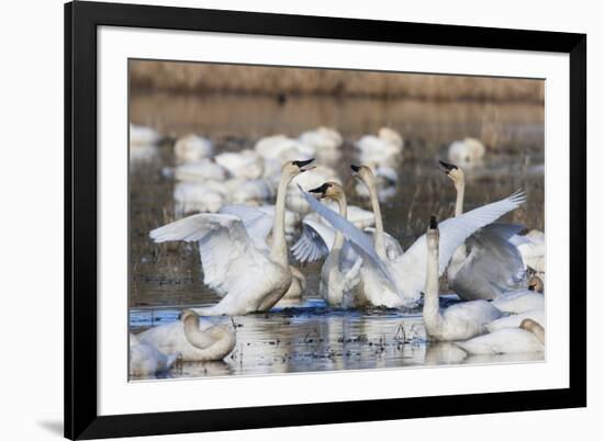 Tundra swans, wintering flock, Skagit Valley. Washington-Ken Archer-Framed Photographic Print