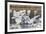 Tundra swans, wintering flock, Skagit Valley. Washington-Ken Archer-Framed Photographic Print