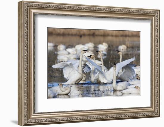 Tundra swans, wintering flock, Skagit Valley. Washington-Ken Archer-Framed Photographic Print