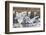 Tundra swans, wintering flock, Skagit Valley. Washington-Ken Archer-Framed Photographic Print