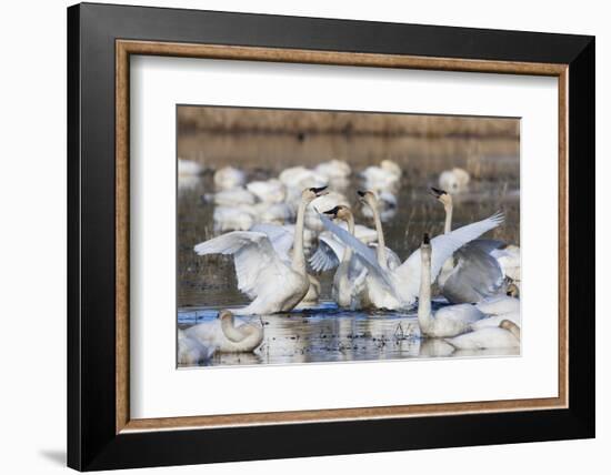 Tundra swans, wintering flock, Skagit Valley. Washington-Ken Archer-Framed Photographic Print
