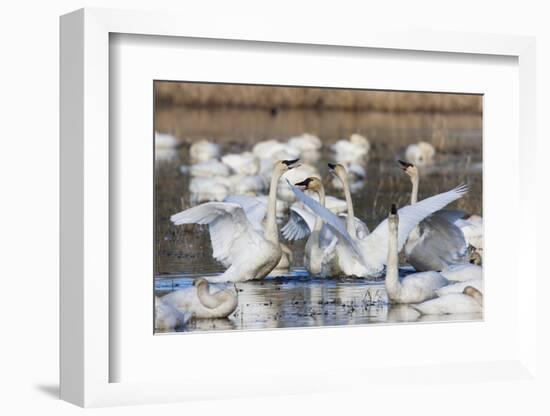 Tundra swans, wintering flock, Skagit Valley. Washington-Ken Archer-Framed Photographic Print