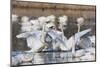 Tundra swans, wintering flock, Skagit Valley. Washington-Ken Archer-Mounted Photographic Print