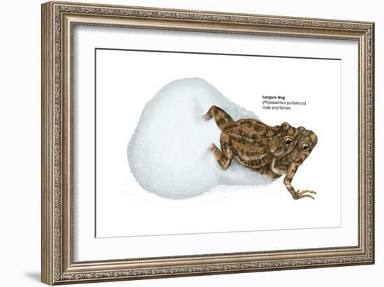 Tungara Frog (Physalaemus Pustulosus), Amphibians-Encyclopaedia Britannica-Framed Art Print