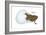 Tungara Frog (Physalaemus Pustulosus), Amphibians-Encyclopaedia Britannica-Framed Art Print