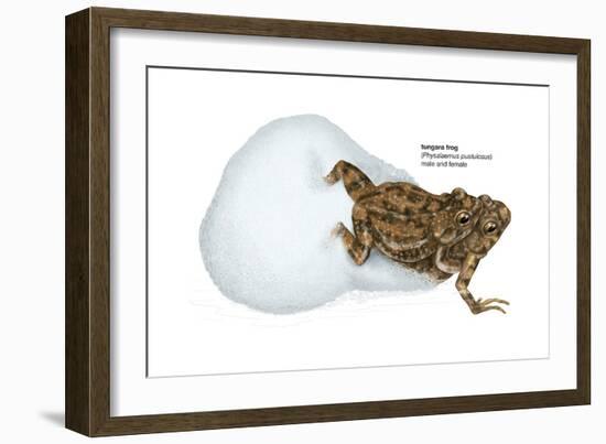 Tungara Frog (Physalaemus Pustulosus), Amphibians-Encyclopaedia Britannica-Framed Art Print
