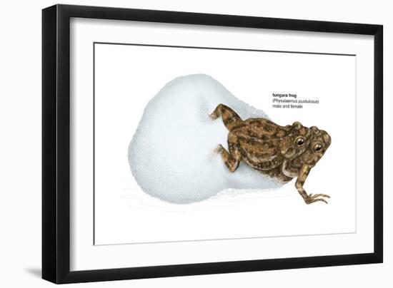 Tungara Frog (Physalaemus Pustulosus), Amphibians-Encyclopaedia Britannica-Framed Art Print