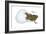 Tungara Frog (Physalaemus Pustulosus), Amphibians-Encyclopaedia Britannica-Framed Art Print