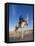 Tunisia, Sahara Desert, Douz, Great Dune, Rider and Camel-Walter Bibikow-Framed Premier Image Canvas