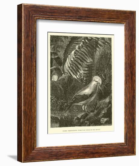 Tunki Peruvianus, Peruvian Cock-Of-The-Rock-Édouard Riou-Framed Giclee Print