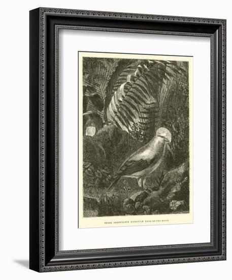 Tunki Peruvianus, Peruvian Cock-Of-The-Rock-Édouard Riou-Framed Giclee Print