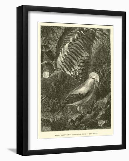 Tunki Peruvianus, Peruvian Cock-Of-The-Rock-Édouard Riou-Framed Giclee Print