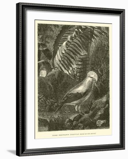 Tunki Peruvianus, Peruvian Cock-Of-The-Rock-Édouard Riou-Framed Giclee Print