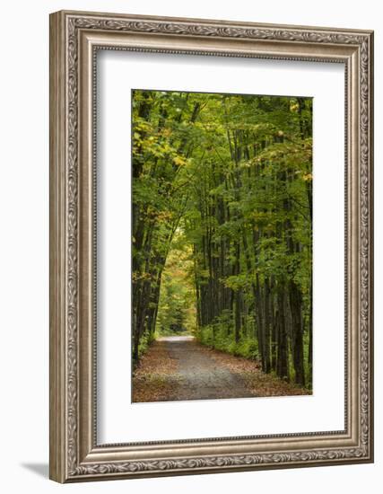 Tunnel of trees on the Covered Road near Houghton, Michigan, USA-Chuck Haney-Framed Photographic Print